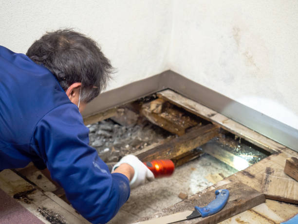 Best Black Mold Remediation in Black Point Green Point, CA