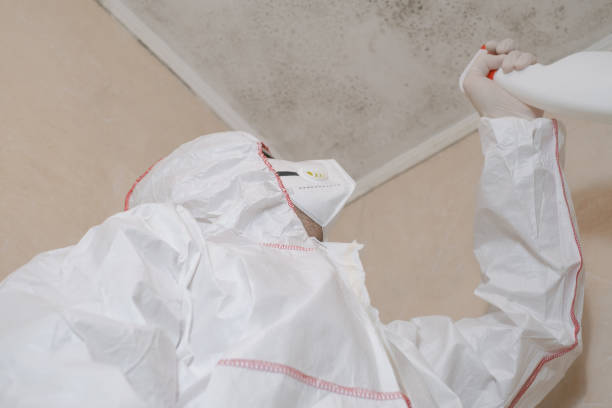 Reliable Black Point Green Point, CA Mold Remediation Solutions