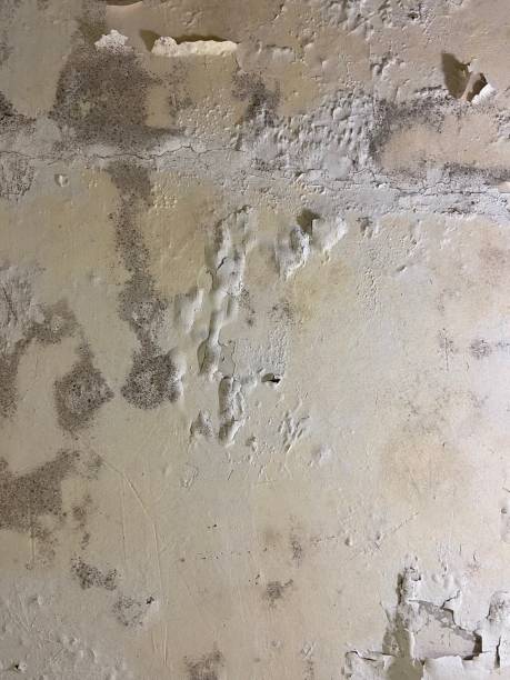 Best Residential Mold Remediation in Black Point Green Point, CA