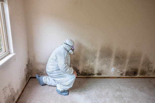 Best DIY Mold Remediation Support Services in Black Point Green Point, CA