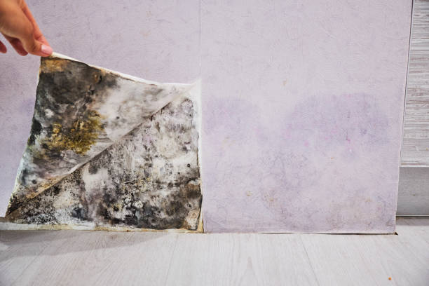 Best Residential Mold Remediation in Black Point Green Point, CA